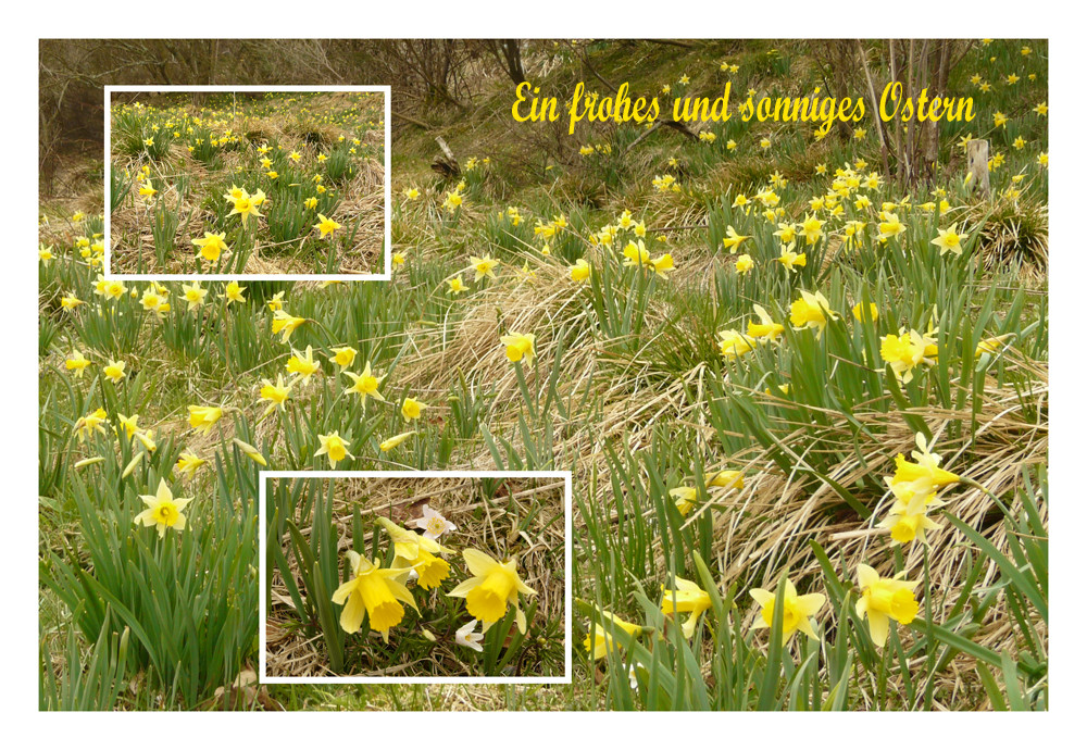 Narzissenwiesen zu Ostern