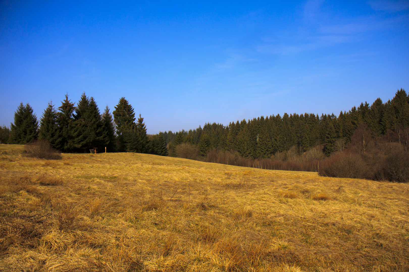 Narzissenwiese...noch ohne Narzissen