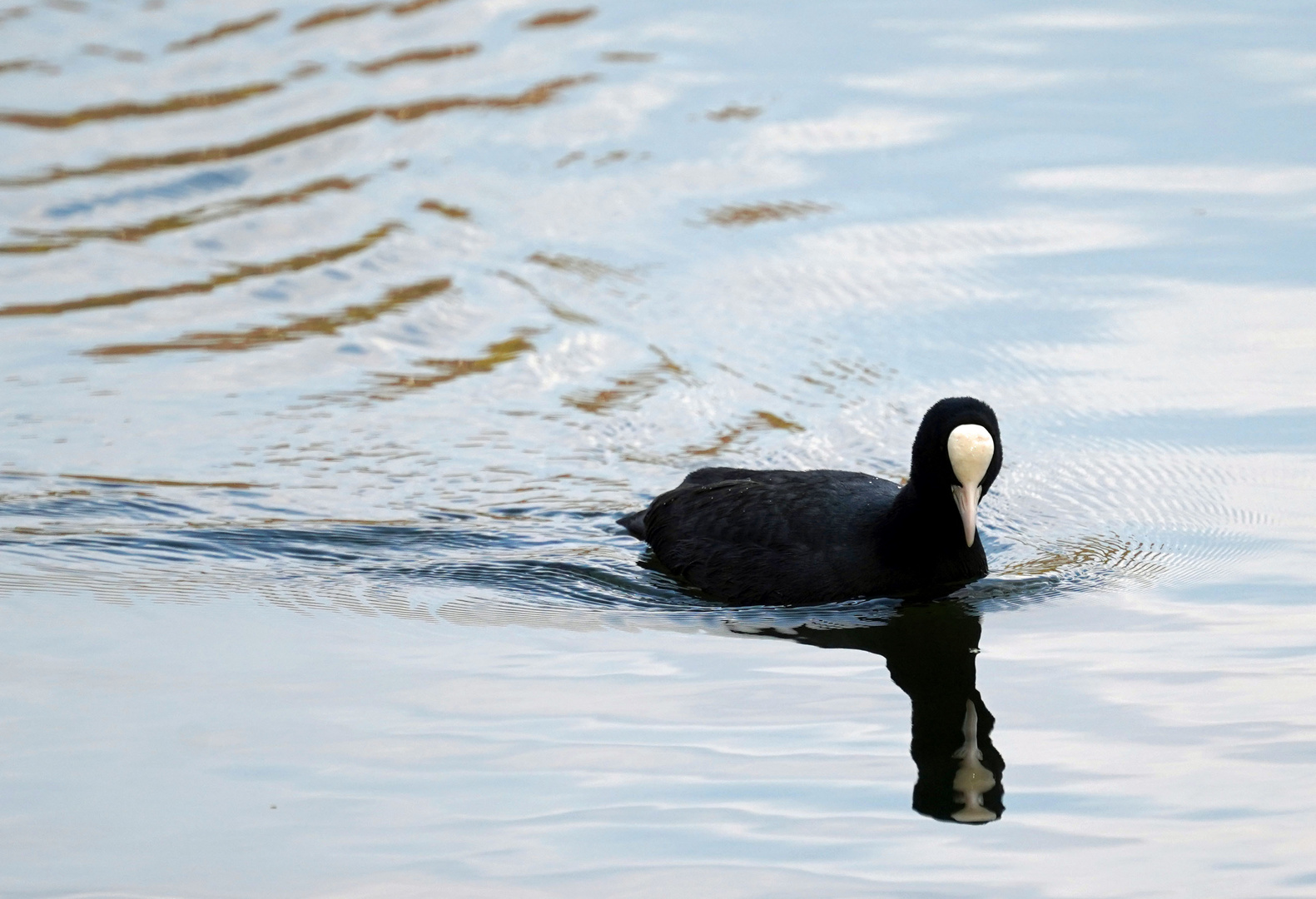 Narzisstischer Wasservogel?