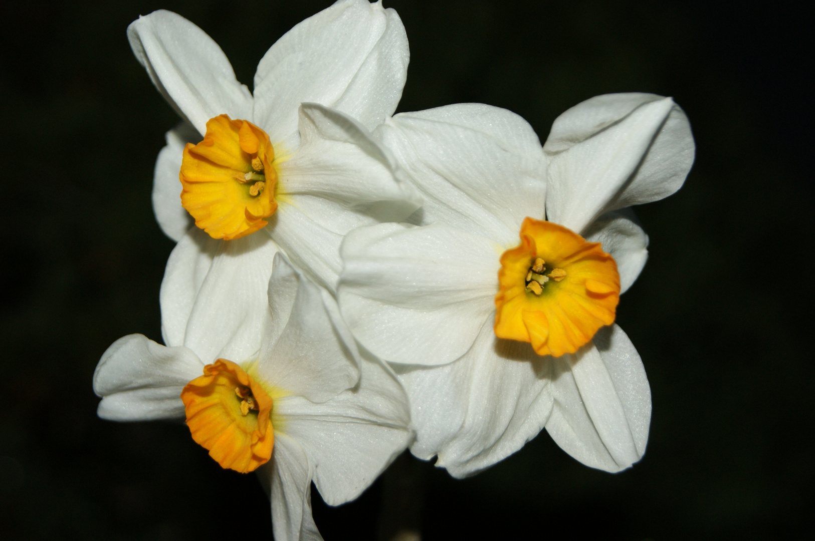 Narzissus