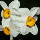 Narzissus