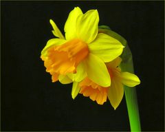 Narzissus