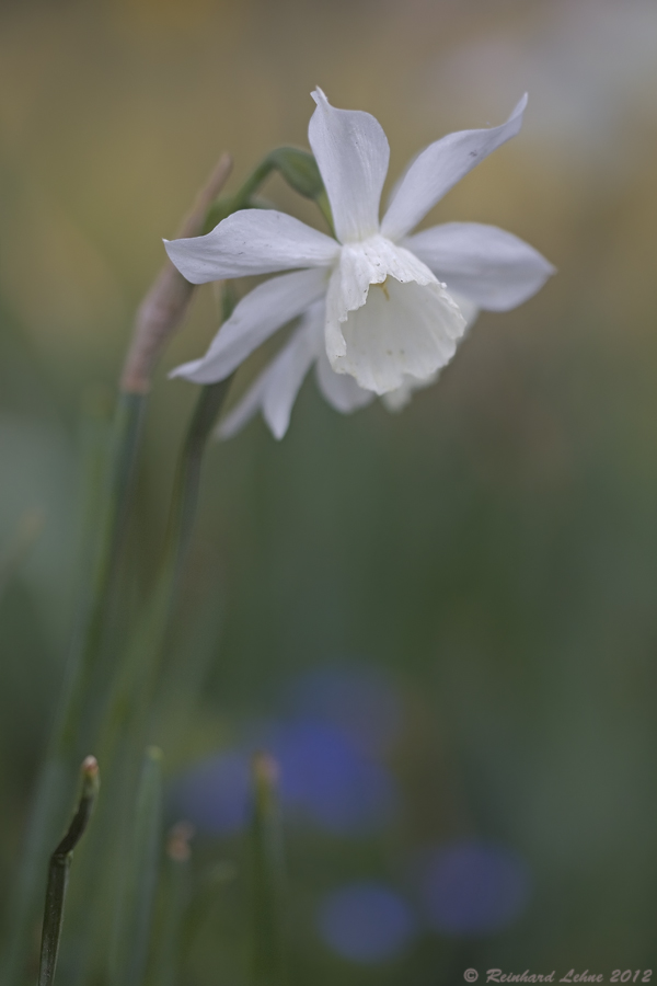 Narzissus im Aprilwetter