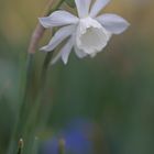 Narzissus im Aprilwetter