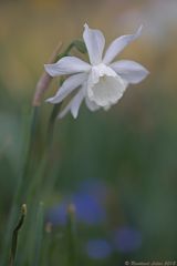 Narzissus im Aprilwetter