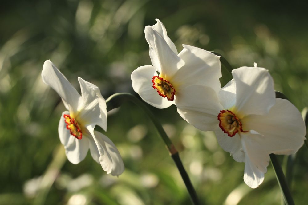 Narzissus Poeticus