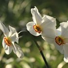 Narzissus Poeticus