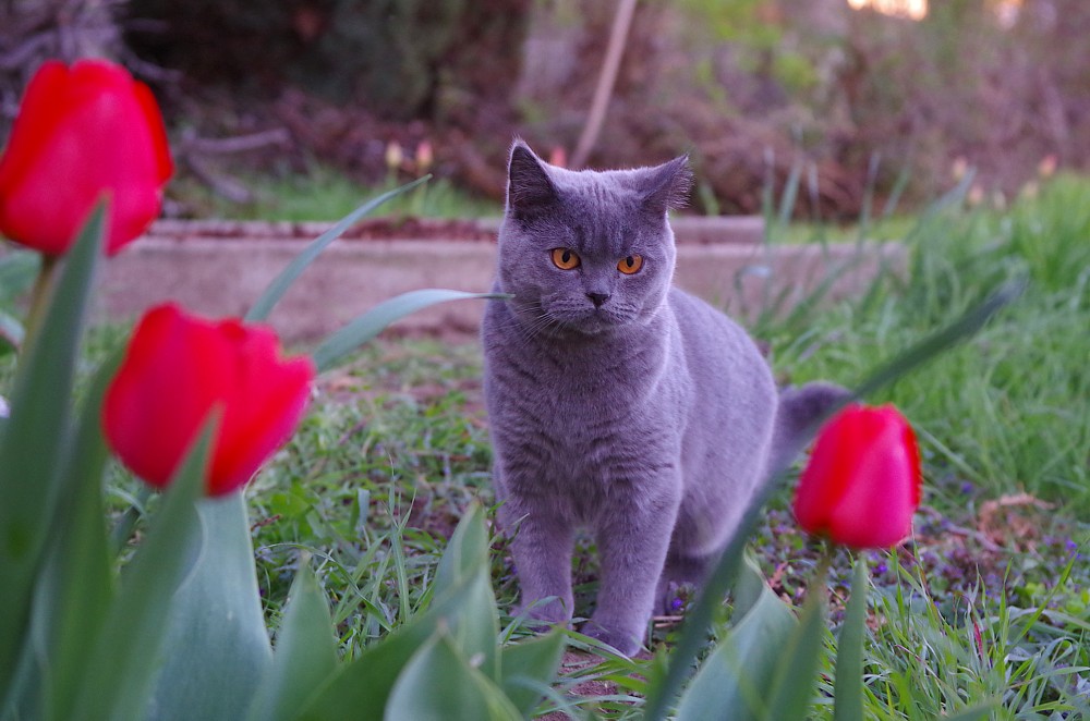 Narzissus und die Tulipan, die ziehen sich viel schöner an...