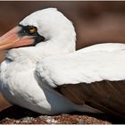 [ Nasca Booby ]