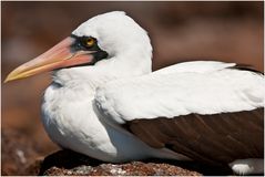 [ Nasca Booby ]