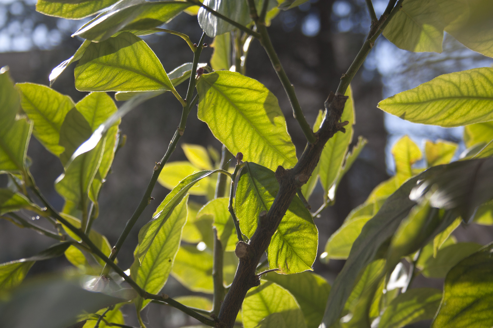 NASCE UN FIORE ... IL LIMONE