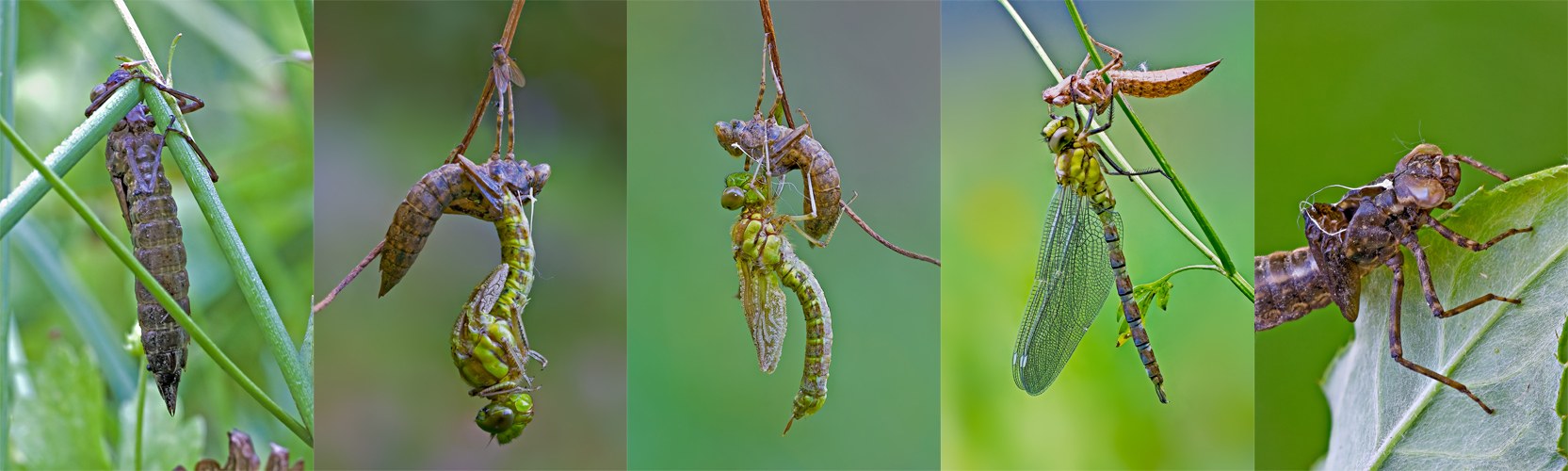 Nasce una libellula