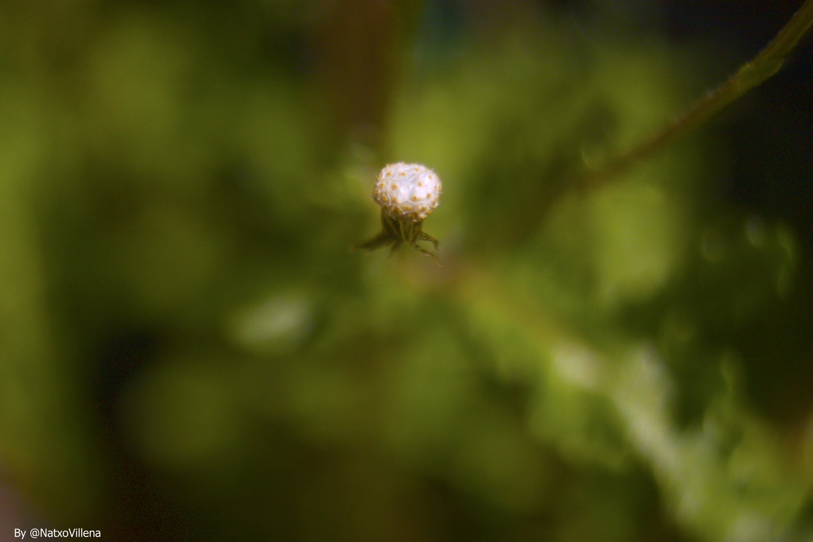 nascencia de una flor