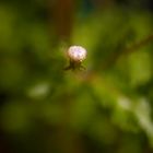 nascencia de una flor