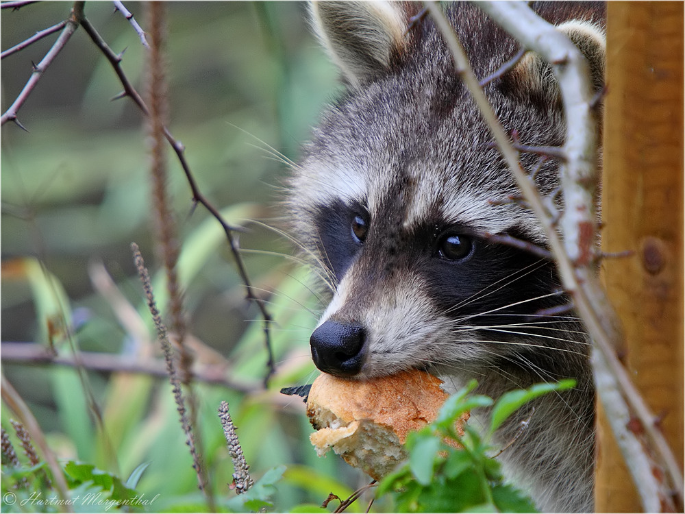 Naschbär