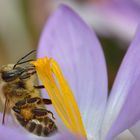 Naschen am Blütenstempel