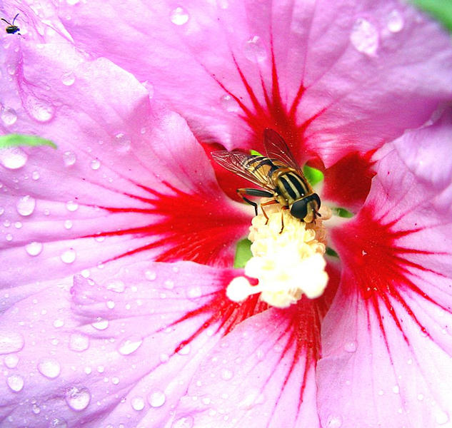 Naschen am Hibiscus 2