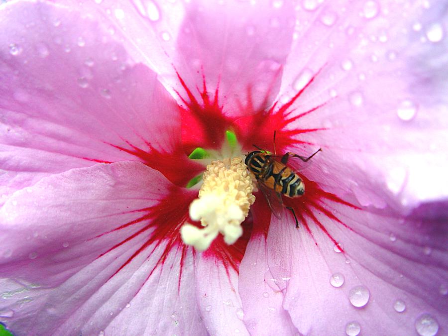 Naschen am Hibiscus