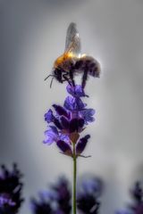 Naschen am Lavendel