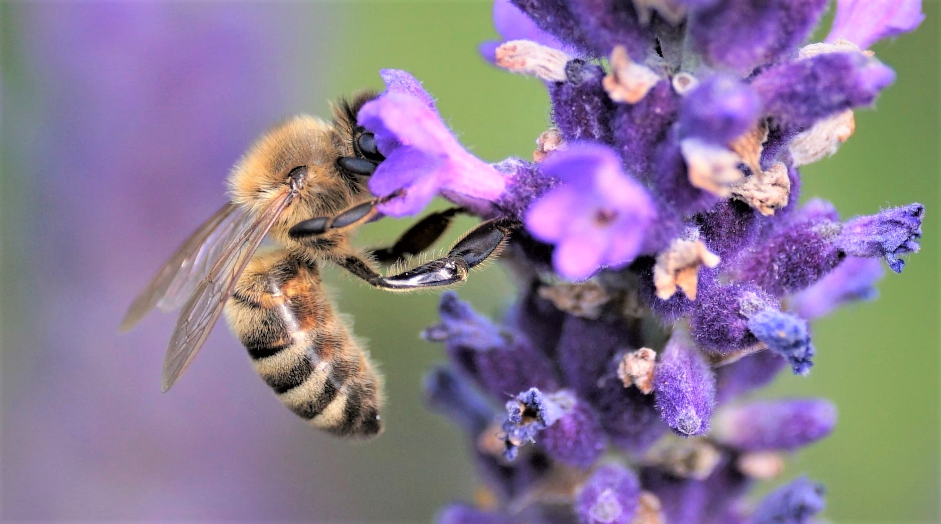 naschen am Lavendel 