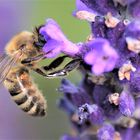 naschen am Lavendel 