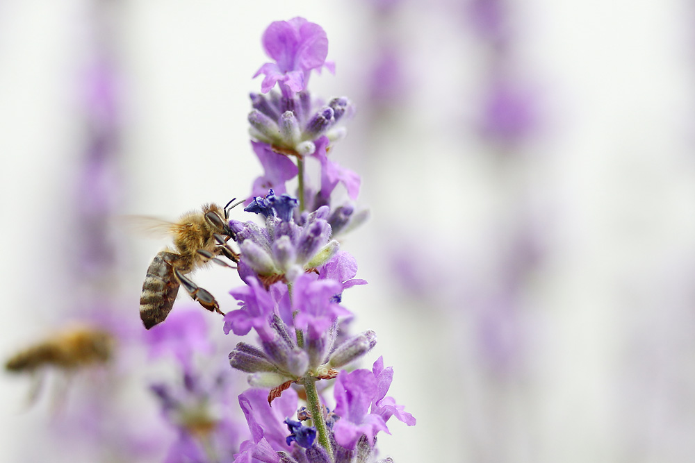 naschen am Lavendel........