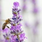 naschen am Lavendel........