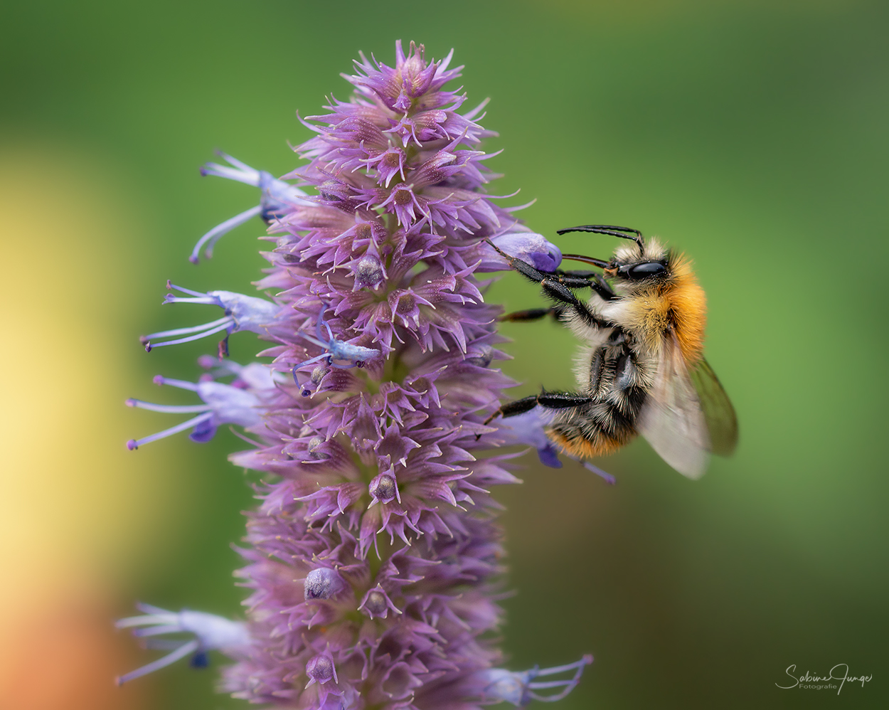 Naschen an der Duftnessel