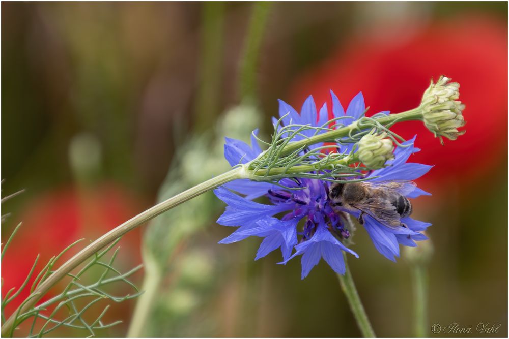 Naschen an der Kornblume