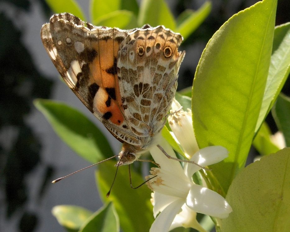 Naschen an der Manderinenblüte