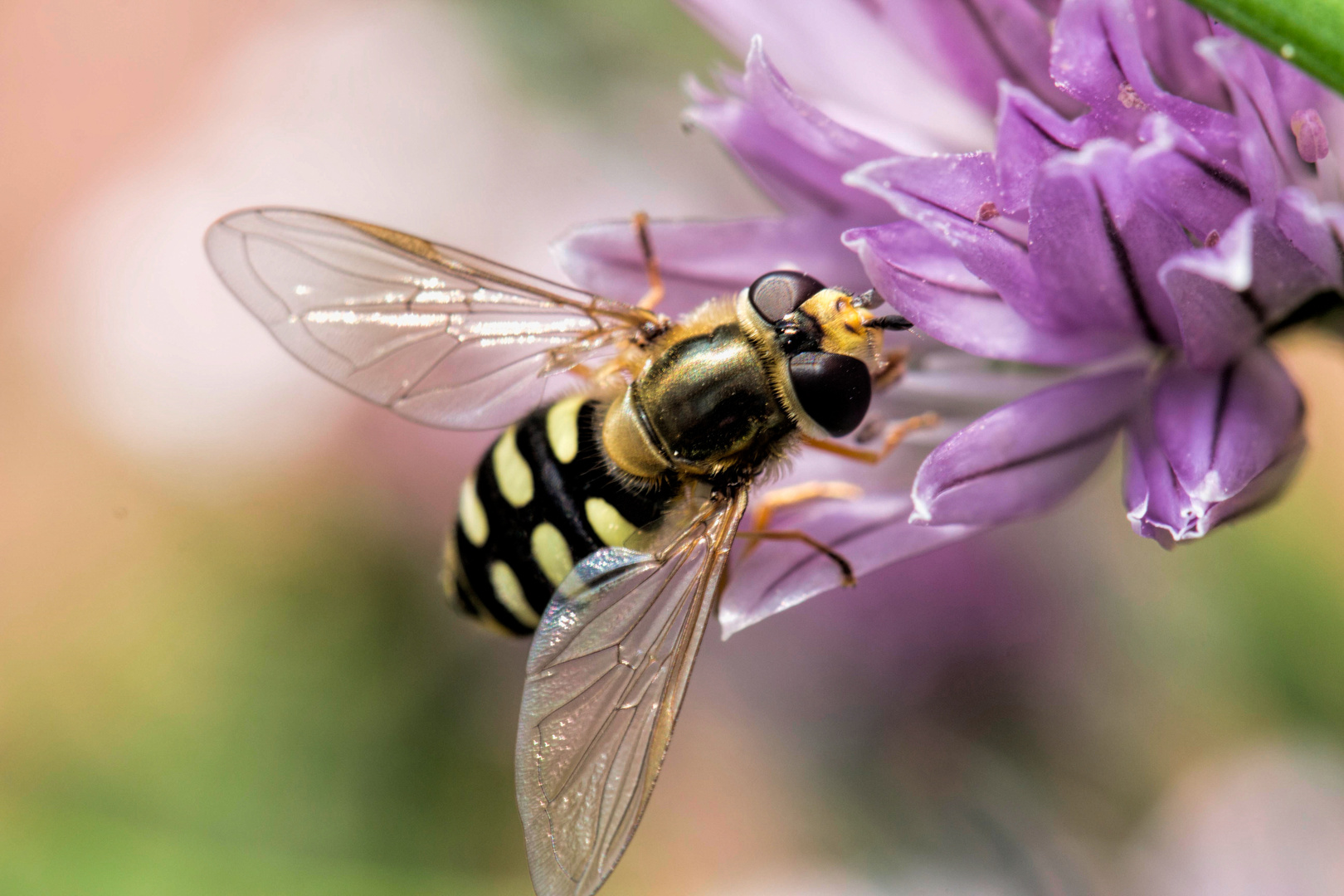 Naschen an der Schnittlauchblüte