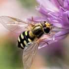 Naschen an der Schnittlauchblüte