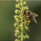 Naschen an Färber-Reseda