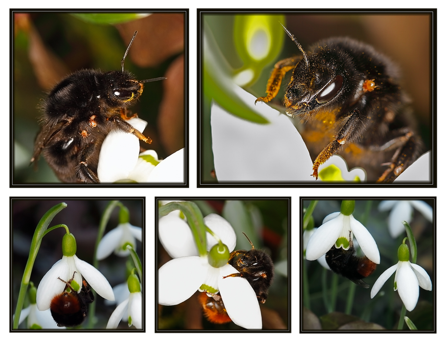 naschen an Frühlingsblüten