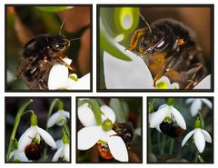 naschen an Frühlingsblüten