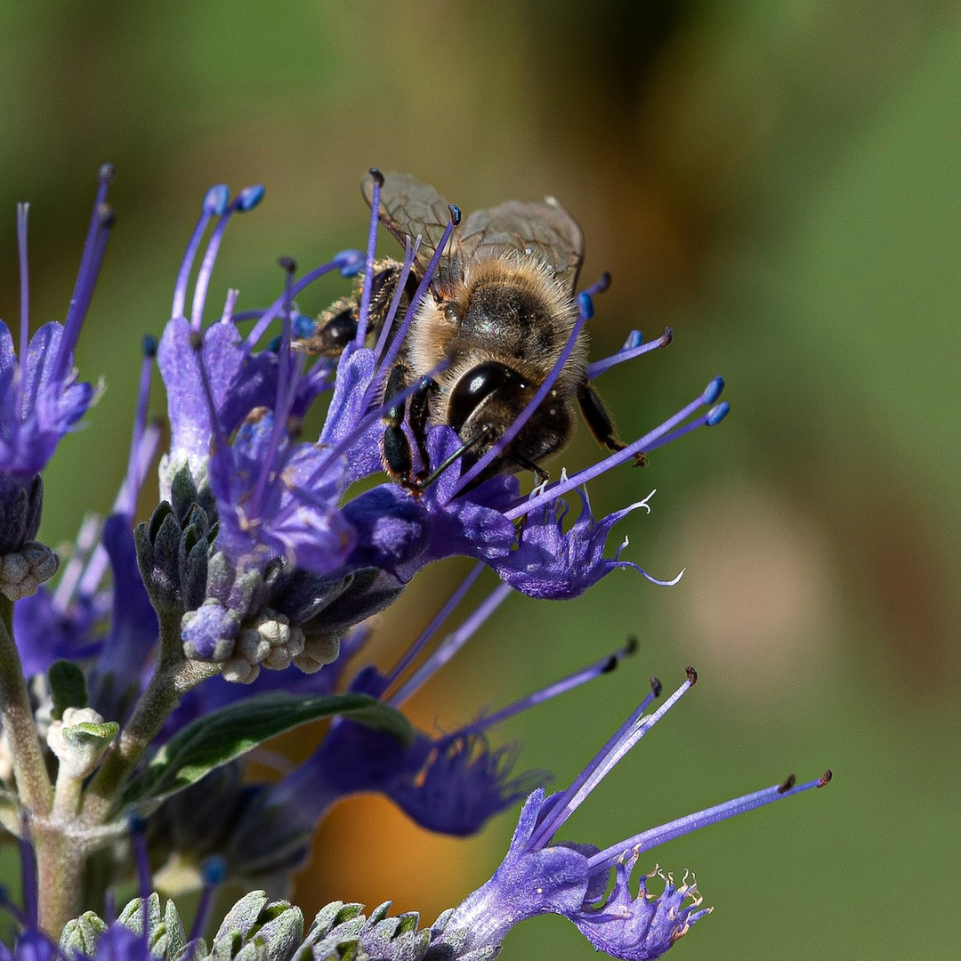 Naschen auf der Bartblume