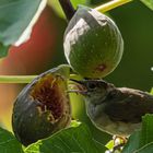 Naschen im Feigenbaum