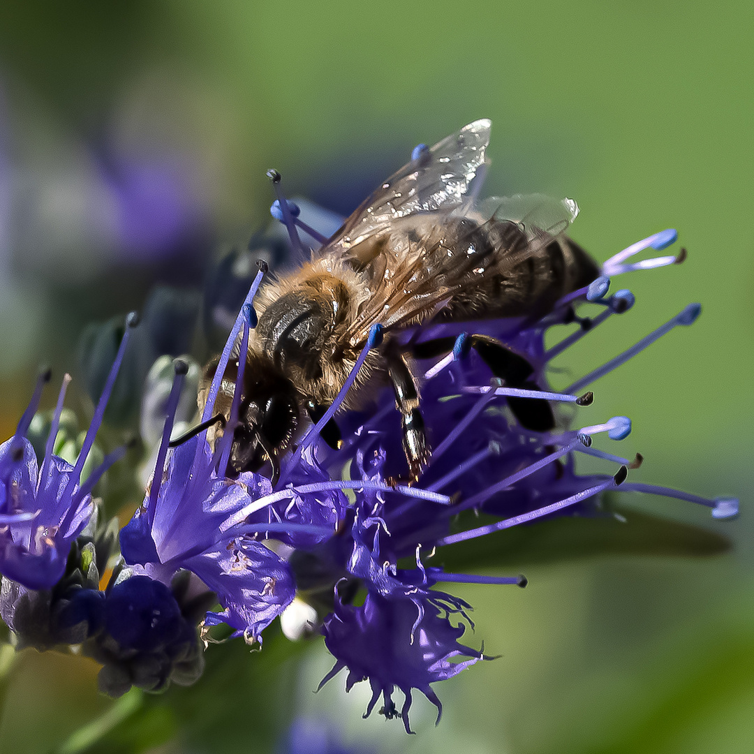 Naschen in der Bartblume