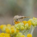 naschend auf der Immortelle ...