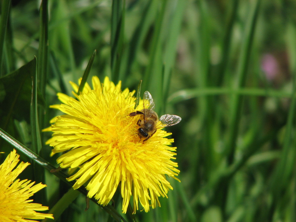 Naschende Biene