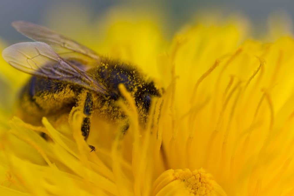 Naschende Biene auf einer Löwenzahnblüte