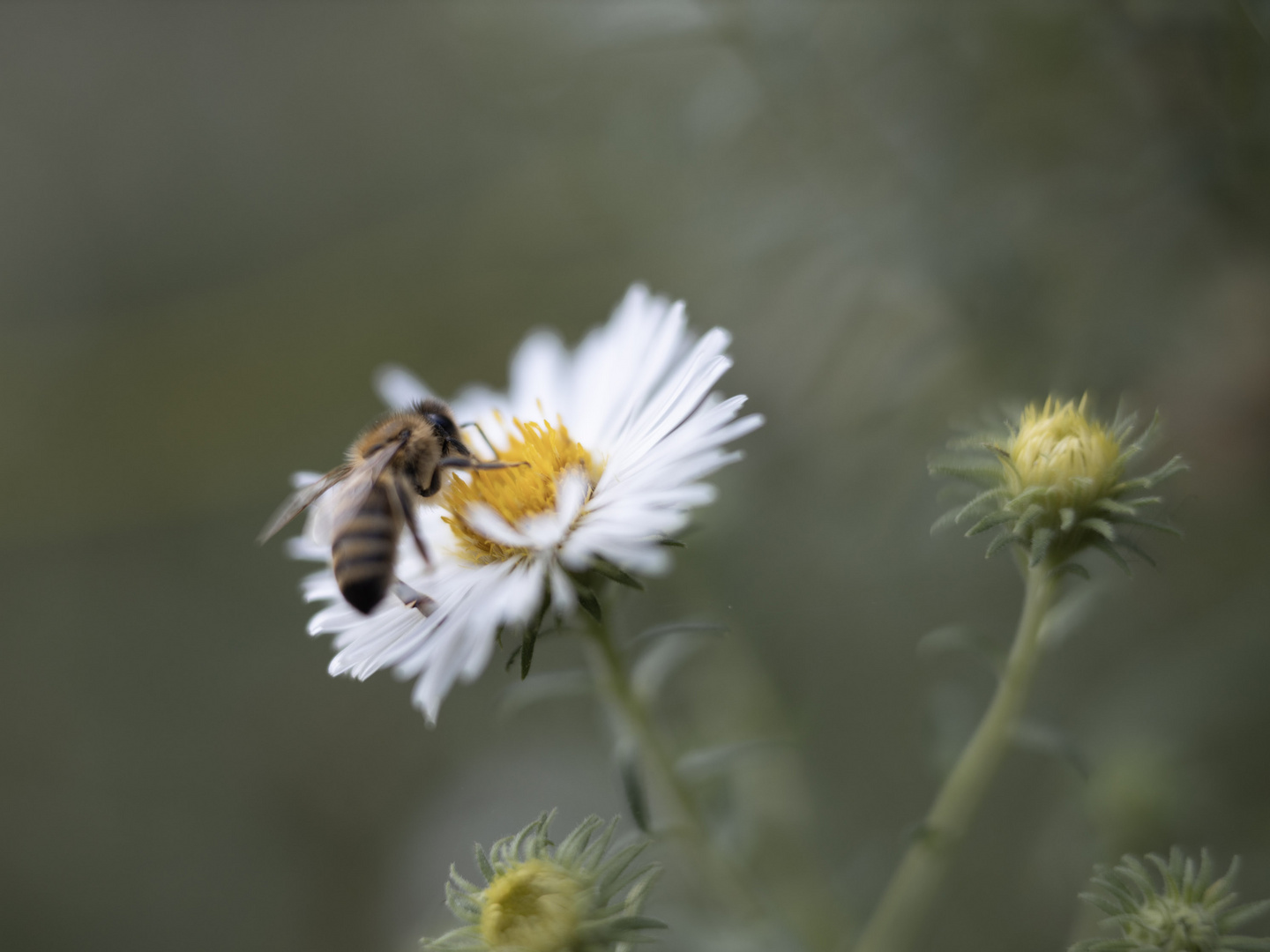 Naschende Biene mit viel Bokeh