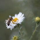 Naschende Biene mit viel Bokeh