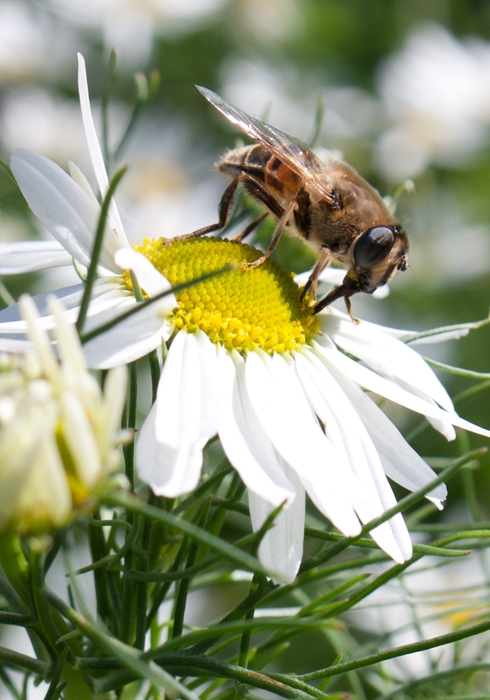 Naschende Fliege - aber welche?