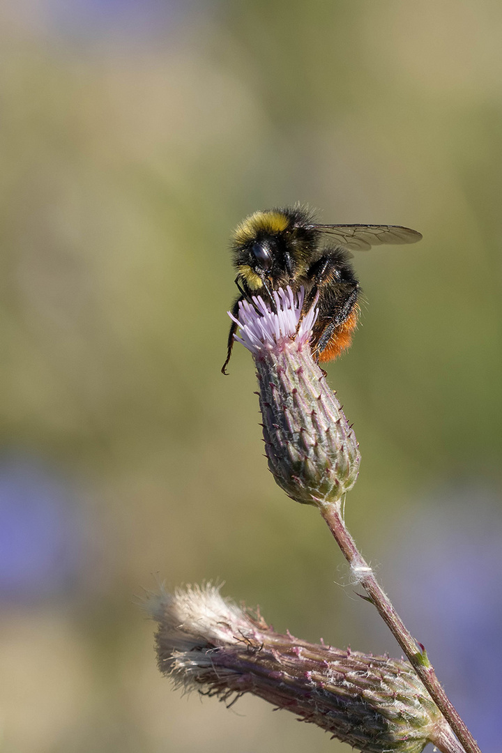 Naschende Hummel