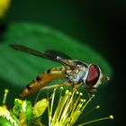 naschende Schwebfliege