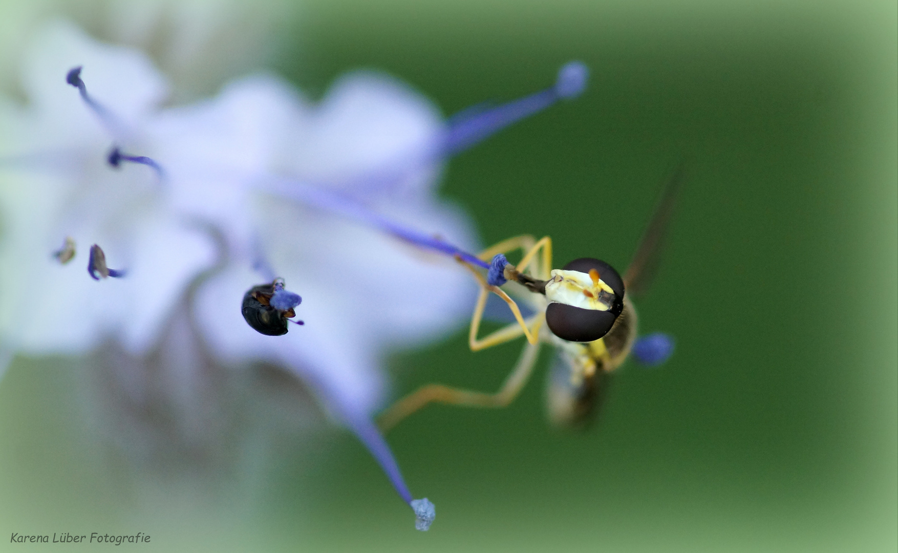 Naschende Schwebfliege