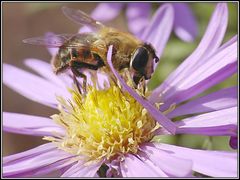 Naschende-Schwebfliege