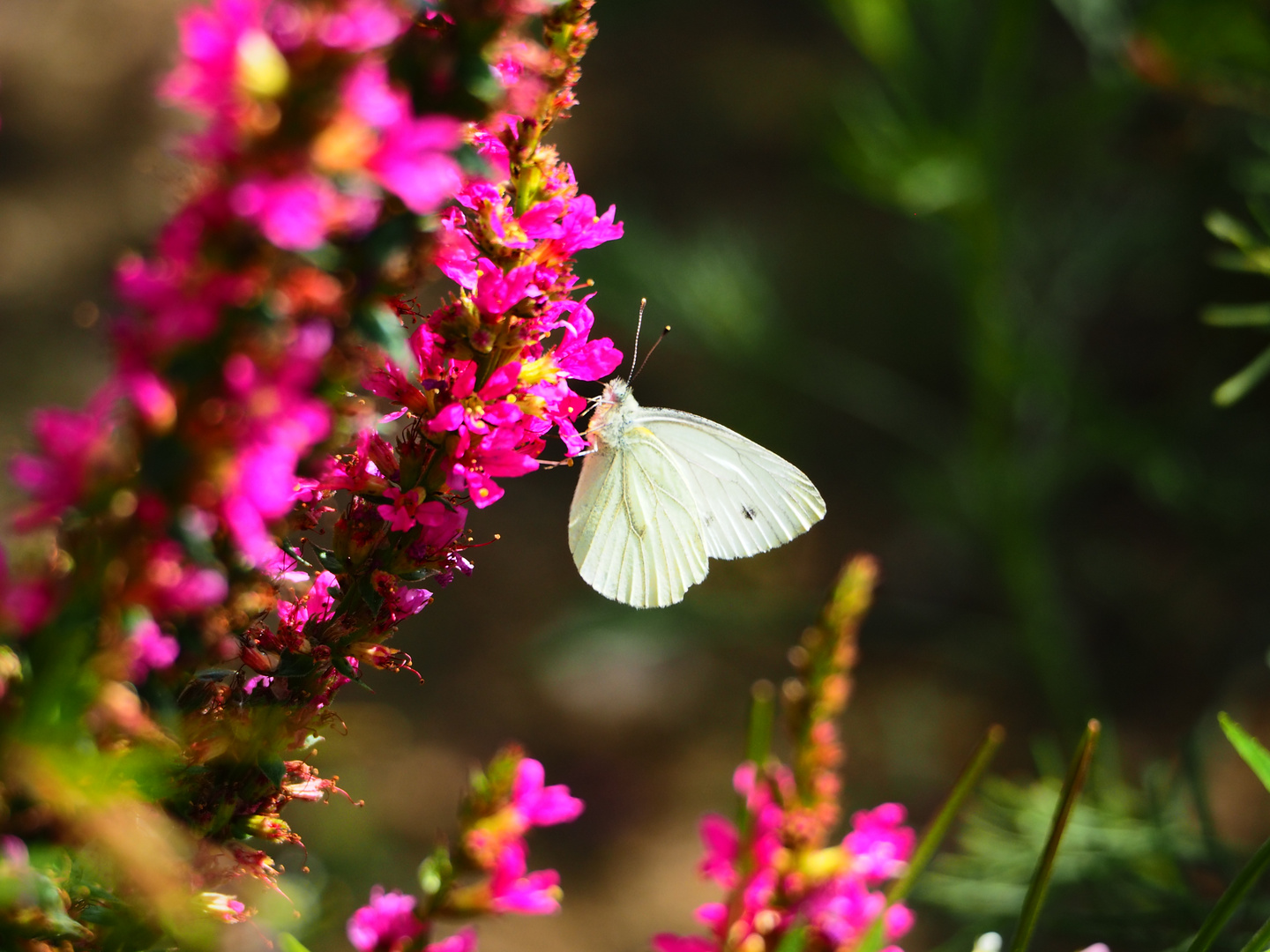 naschender Schmetterling