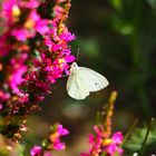 naschender Schmetterling